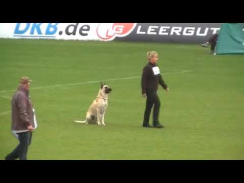 WK FMBB 2010 - Jaani Vatanen Laine - Obedience - Grand Finale