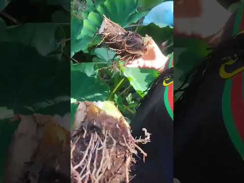 #boricua en #juticalpa #olancho #Honduras #malanga #campo #monte #bendecido