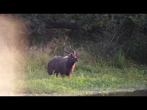 Djuma: Nyala bull feeding - 06:44 - 03/18/21