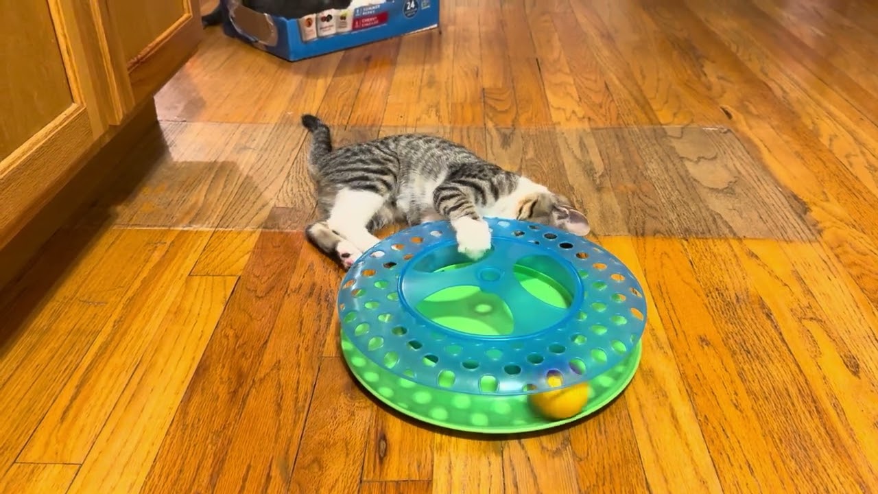 Enlarge Ringo, a Adoptable mixed breed in Sunnyvale, CA video 1/6