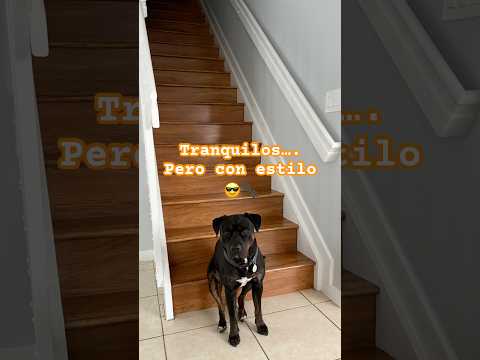 Escalera de paz 🐾💤 – Duke vigilante y Wampi relajado #wampiandduke #familiaramírez #amorperruno