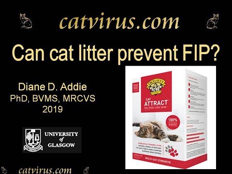 Can Cat Litter Prevent Feline Infectious Peritonitis? Dr Elsey Cat Attract reduced virus load.