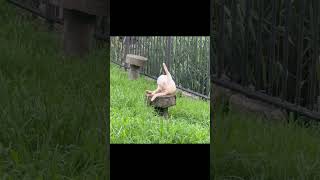 【癒し】朝の猫の様子　お手入れ入念なにゃんこ #shorts
