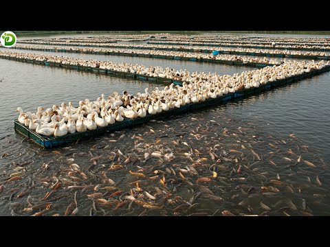 Integrated Farming - How Do Southeast Asian Farmers Raise Ducks in Fish Ponds?