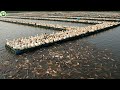 Pertanian Terpadu Bagaimana Petani Asia Tenggara Memelihara Bebek Di Kolam Ikan