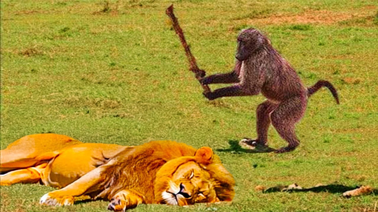 Momentos hilários de animais registrado nas câmeras!