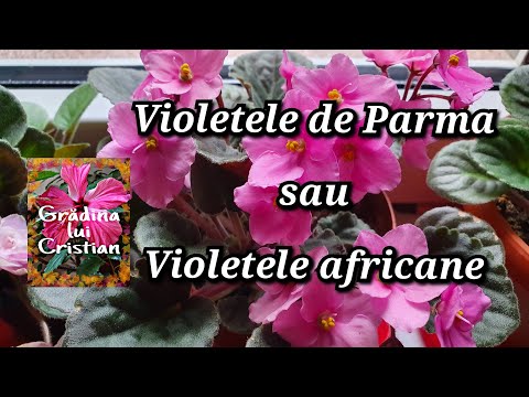 , title : 'Violetele de Parma sau violetele africane .  Inmultire si ingrijire !'