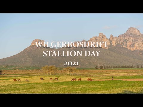 Wilgerbosdrift Stallion Day 2021