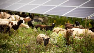 Newswise:Video Embedded electric-sheep-grazing-in-solar-arrays-supports-economy-climate