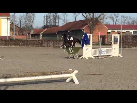 For Sale: Holsteiner Stute *2008