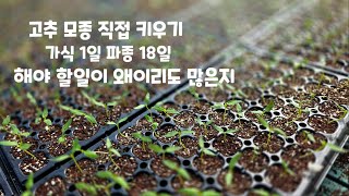 고추 모종키우기 가식 1일 괴산청결고추 파종 18일 자연울림괴산 풀뿌리농장 육묘장 하우스 순돌이와대근이 세븐…