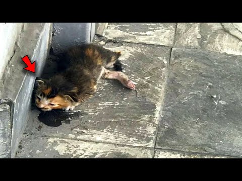 Everyone walked past the dying kitten, which was already taking its last breaths, when it suddenly