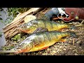 GIANT PERCH Catch & Cook!!! Fried Nuggets BACKWOODS STYLE