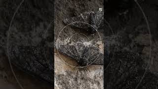 Quick Peppered Moth Facts - Proof of Natural Selection? - Animal a Day #shorts