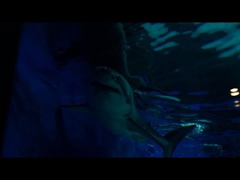 Great white shark dies after days in Japan aquarium