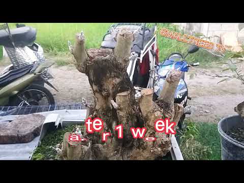 Tugas Grafting Result after 1 week