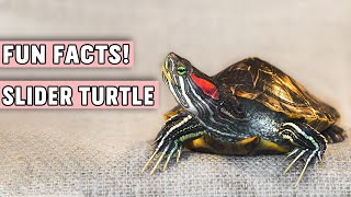 11 Fun Facts of Red Eared Slider Turtle to Keep as Pet