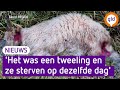 Wolf doodt bijzondere schapen in Voorst