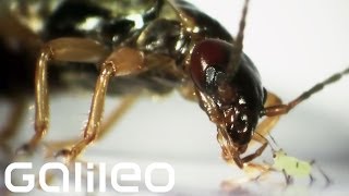 Unter der Lupe - Ohrenkneifer | Galileo