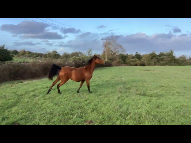 Potranca Lusitano En venta 2025 Bayo por Pablo du chalet