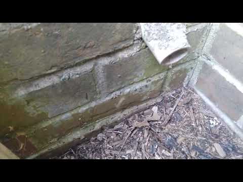 A Long Trail of Ants on the Side of Building in Colts Neck,  NJ