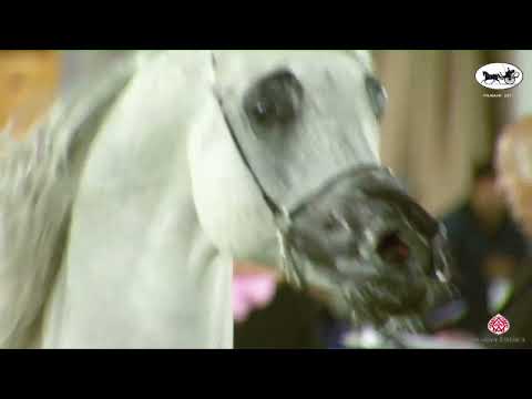 N 212 HF SANTIAGO DE MAGNIFIQUE   PSAIAHF 2023   Stallions 10+ Years Old Class 12