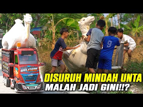 DIMAS WAS TOLD TO MOVE CAMELS, BUT THIS IS HAPPENING...