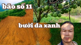 Storm No. 11 sweeps through! Billion-dollar green-skin grapefruit garden devastated overnight