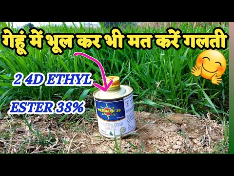 What will happen if 2 4 D ETHYL ESTER 38% is added to wheat?