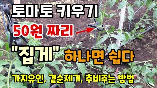 토마토키우기 토마토유인방법 50원짜리 오이집게 하나면 쉽다 토마토유인줄 곁순제거 추비주는방법