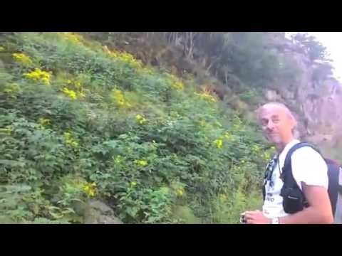 stambecchi, salendo rifugio Genova, Valle gesso (Cn)