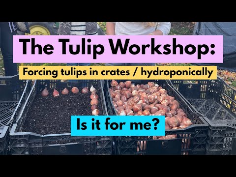 , title : 'Bengkel Tulip: Apakah ini untuk Anda? Memaksa Tulip di Peti / Hidroponik'