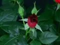 Richard Marx - And I Love Her 