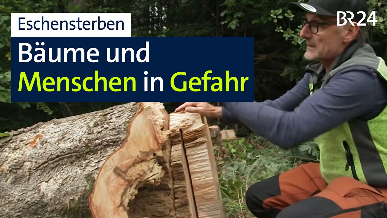 An Autobahn: Eschen sterben durch Pilzbefall – trifft's auch die Autofahrer? | Abendschau | BR24