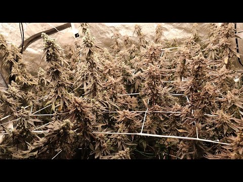 PHAT Tent HARVEST DAY! Gush Mints, Red Pop, Runtz Buttonz, Rainbow Chip Week 9! #zpstrains