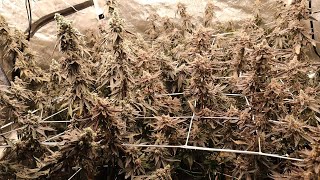 PHAT Tent HARVEST DAY! Gush Mints, Red Pop, Runtz Buttonz, Rainbow Chip Week 9!