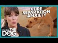 How To Cure A Dog S Separation Anxiety It S Me Or The Dog