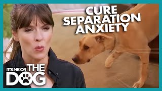 How To Cure A Dog&#39;s Separation Anxiety | It&#39;s Me Or The Dog