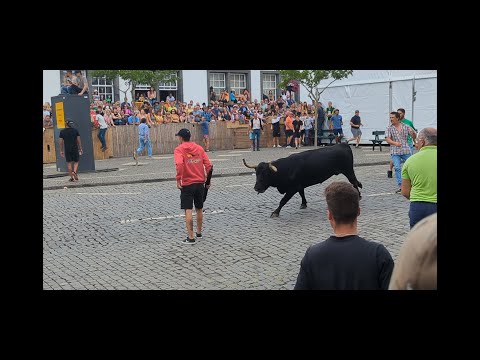 AZORES: Terceira Island * Hit By Bull
