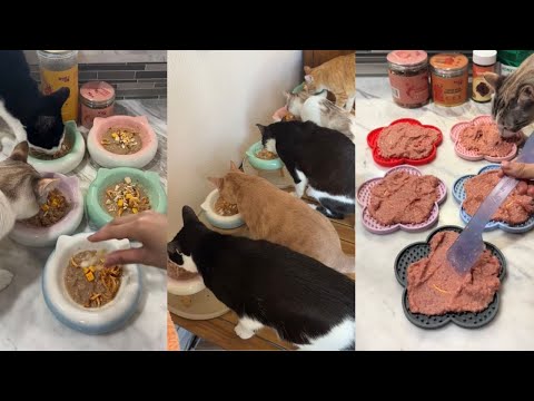 Feed My Cats Compilation #1 | relaxing cat food sounds