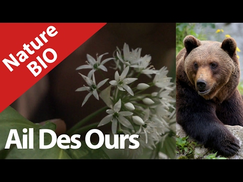 Bio Jardin Nature.Ail des Ours ! Video