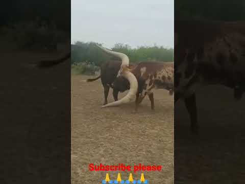 big Singh sand cow status short video viral