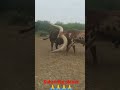 Big Singh Sand Cow Status Short Video Viral