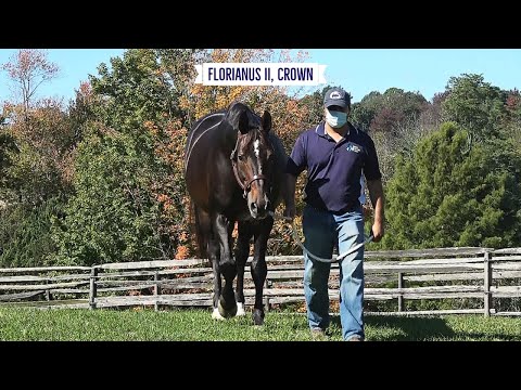At 22 Years Old, a Day in the Life of Florianus II, Crown - FEI Grand Prix Stallion - November 2020