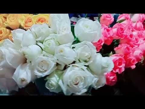 Happy valentine's day to all #bhagyashree #youtubechannel #youtube #youtubeshort #rose