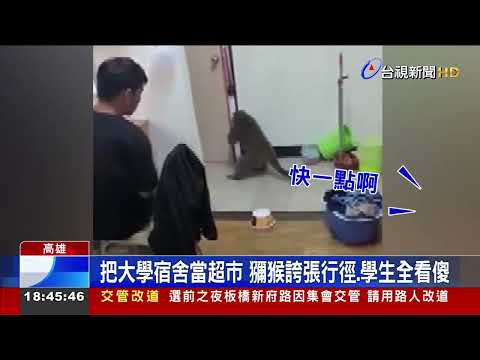 猴子辦公