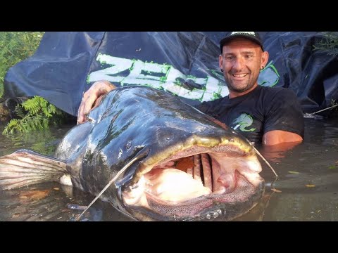 Incredible Huge Catfish 8,5 feet - 250 lbs - HD by Yuri Grisendi