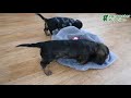 Miniature Dachshund dogs for sale: Stella - Video 1