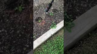 Burning weeds with garden torch