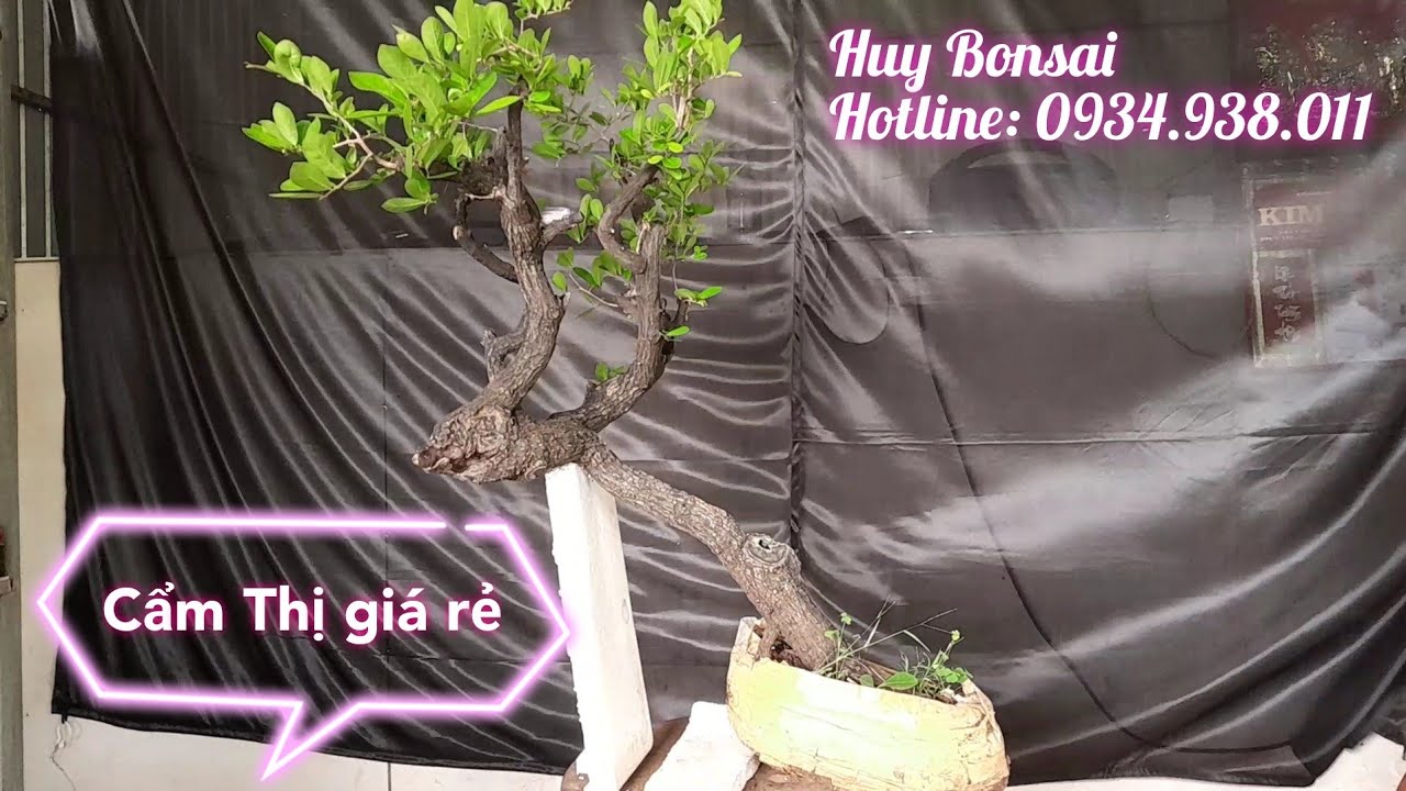 ♧Huy Bonsai♧ (sdt:0934.938.011) Lô cẩm thị (kim cương đen) giá rẻ